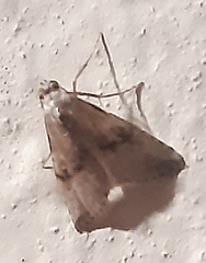 Zebeeba falsalis