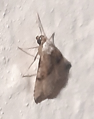 Zebeeba falsalis