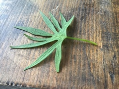 Ipomoea × multifida