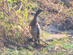 Microcarbo africanus africanus