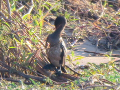 Microcarbo africanus africanus