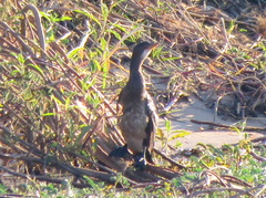 Microcarbo africanus africanus