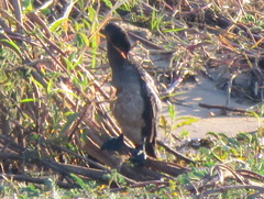 Microcarbo africanus africanus