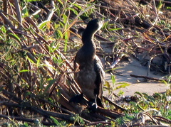 Microcarbo africanus africanus