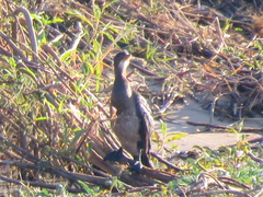 Microcarbo africanus africanus