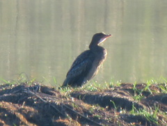 Microcarbo africanus africanus