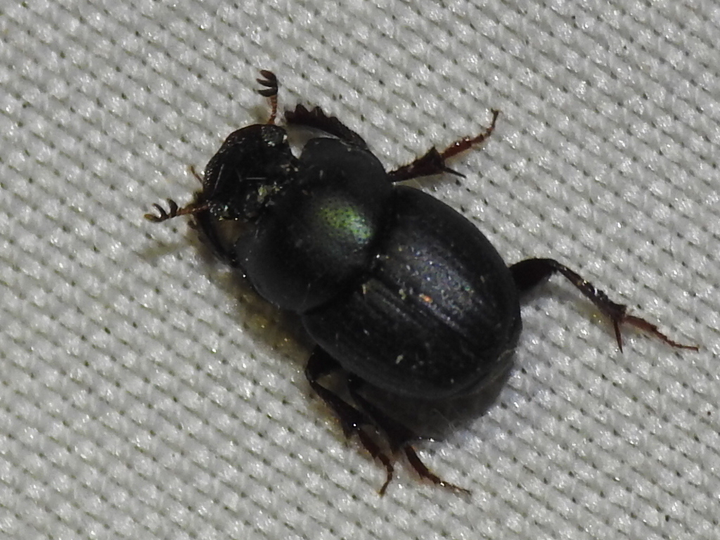 Onthophagus velutinus