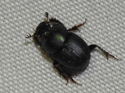Onthophagus velutinus