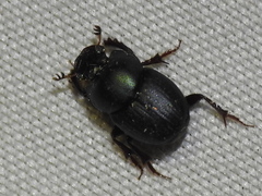 Onthophagus velutinus