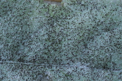 Podosphaera balsaminae