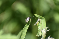 Zygogramma malvae