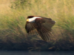 Haliaeetus vocifer