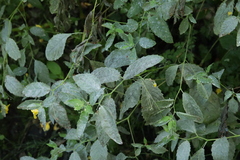 Podosphaera balsaminae