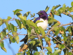Cinnyricinclus leucogaster verreauxi