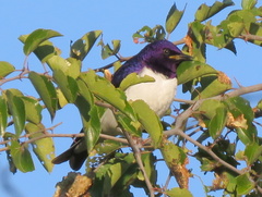 Cinnyricinclus leucogaster verreauxi