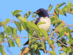 Cinnyricinclus leucogaster verreauxi