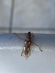 Eburia quadrimaculata