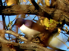 Cinnyricinclus leucogaster verreauxi
