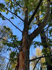 Nothofagus glauca