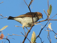 Cinnyricinclus leucogaster verreauxi