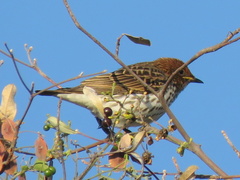 Cinnyricinclus leucogaster verreauxi