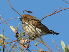 Cinnyricinclus leucogaster verreauxi