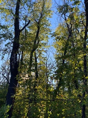 Nothofagus glauca