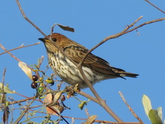 Cinnyricinclus leucogaster verreauxi