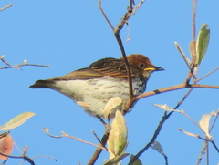 Cinnyricinclus leucogaster verreauxi