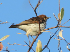Cinnyricinclus leucogaster verreauxi