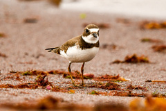 Charadrius semipalmatus