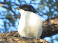 Laniarius bicolor sticturus