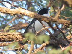 Laniarius bicolor sticturus