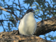 Laniarius bicolor sticturus