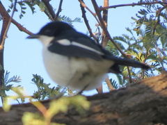 Laniarius bicolor sticturus