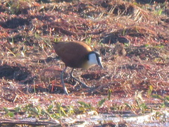 Actophilornis africanus