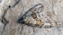 Trichopteryx polycommata