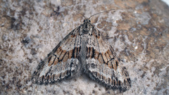 Trichopteryx polycommata