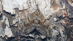 Trichopteryx polycommata