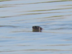 Hydrictis maculicollis