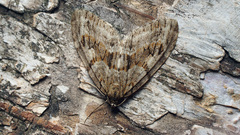Trichopteryx polycommata