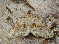 Trichopteryx polycommata