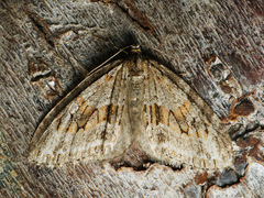 Trichopteryx polycommata