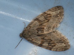 Trichopteryx polycommata