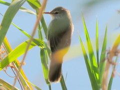 Acrocephalus scirpaceus hallae