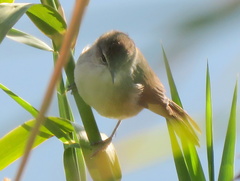 Acrocephalus scirpaceus hallae