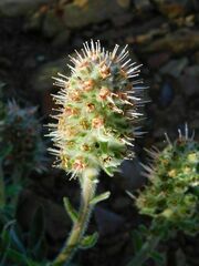 Echiostachys ecklonianus