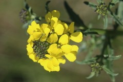 Erysimum odoratum