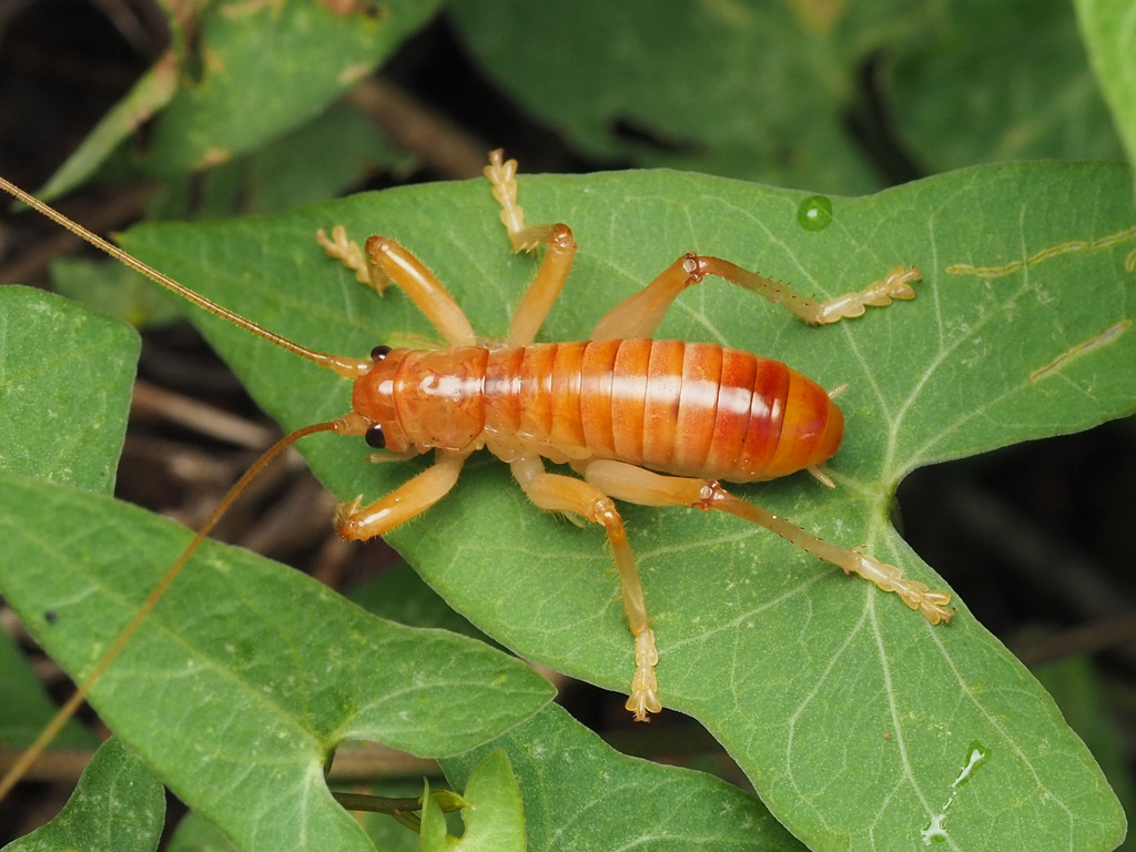 Carolina Leafroller Cricket