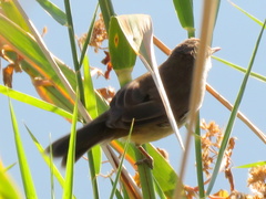 Acrocephalus scirpaceus hallae